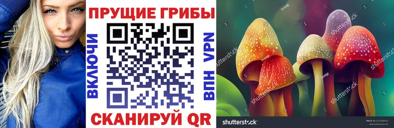 купить  сайты  Княгинино  Псилоцибиновые грибы мицелий 